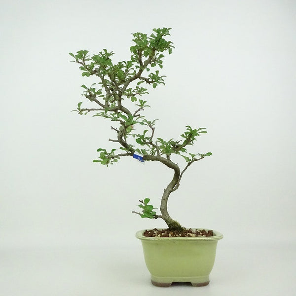 盆栽 梅 長寿梅 樹高 約28～30cm ちょうじゅばい チョウジュバイ バラ科 ボケ属 落葉樹 観賞用 数量物 セレクト s1198406648