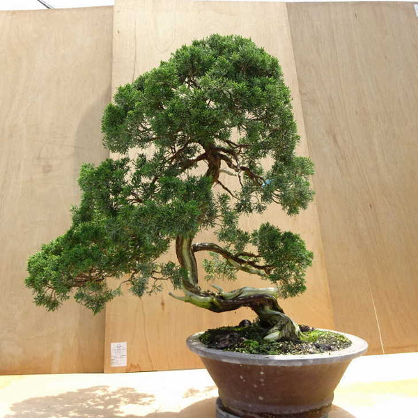 盆栽 真柏 樹高 約80cm しんぱく Juniperus chinensis シンパク ジン シャリ ヒノキ科 常緑樹 観賞用 大型 n1198407737