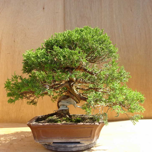 盆栽 真柏 樹高 約48cm しんぱく Juniperus chinensis シンパク ジン シャリ ヒノキ科 常緑樹 観賞用 中型 l1198407295