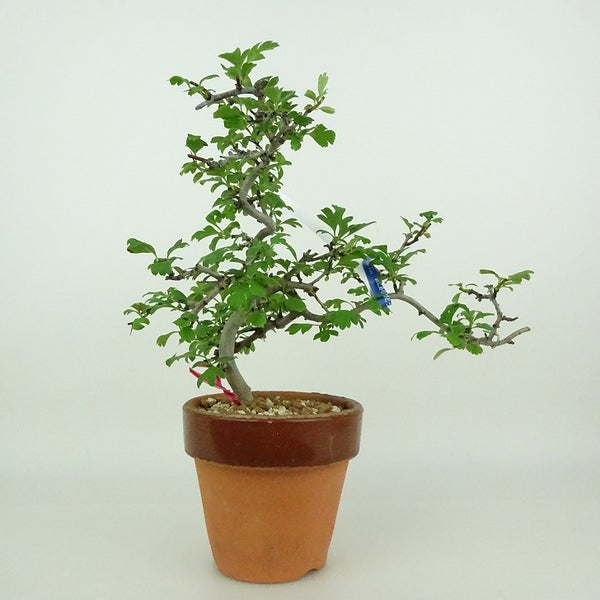 盆栽 山査子 樹高 約16～18cm さんざし Crataegus cuneata サンザシ バラ科 サンザシ属 落葉樹 観賞用 小品 数量物 セレクト e1198413733