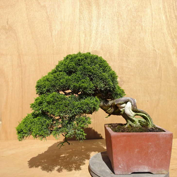 盆栽 真柏 樹高 約34cm しんぱく Juniperus chinensis シンパク ジン シャリ ヒノキ科 常緑樹 観賞用 中型 g1198415289