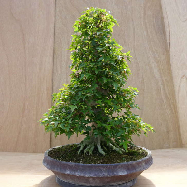 盆栽 楓 樹高 約54cm かえで Acer カエデ 紅葉 カエデ科 落葉樹 観賞用 中型 r1198409813