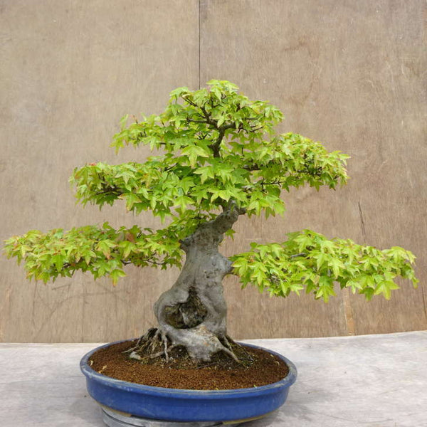 盆栽 楓 樹高 約47cm かえで Acer カエデ 紅葉 石付 カエデ科 落葉樹 観賞用 中型 f1198413960