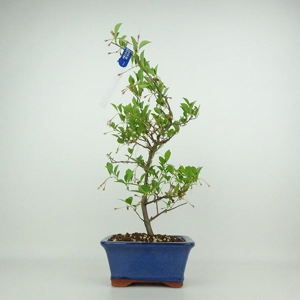 盆栽 エゴノキ 樹高 約30～33cm えごのき Styrax japonicus エゴノキ科 落葉樹 観賞用 数量物 セレクト c1198410719