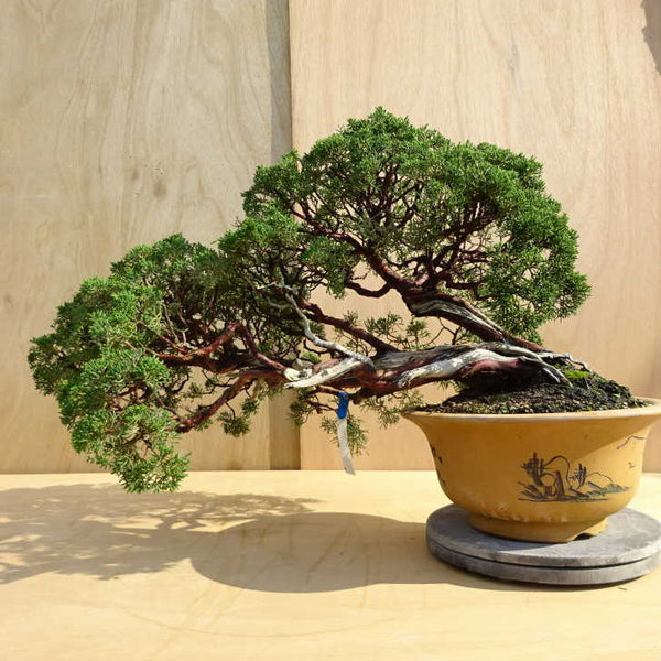 盆栽 真柏 樹高 約80cm しんぱく Juniperus chinensis シンパク ジン シャリ ヒノキ科 常緑樹 観賞用 大型 n1198411668