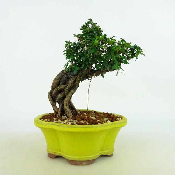 盆栽 群雀 樹高 約16～17cm むれすずめ ムレスズメ 根上り マメ科 ムレスズメ属 落葉低木 観賞用 小品 数量物 セレクト k1198408683