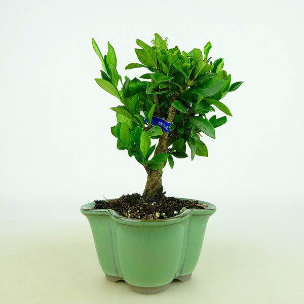 盆栽 梔子 樹高 約9～11cm くちなし Gardenia jasminoides クチナシ アカネ科 常緑樹 観賞用 小品 数量物 セレクト u1198425836