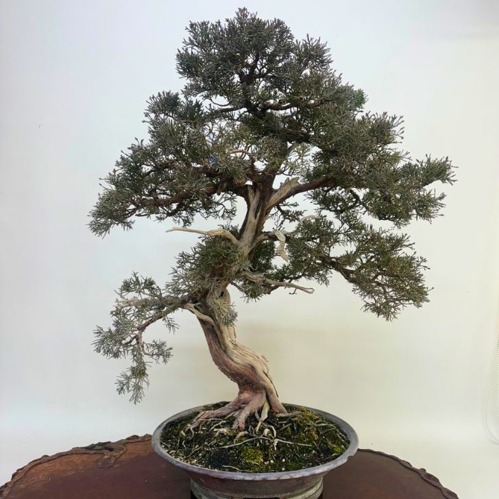 盆栽 真柏 樹高 約79cm しんぱく Juniperus chinensis シンパク ヒノキ科 常緑樹 観賞用 大型 ...
