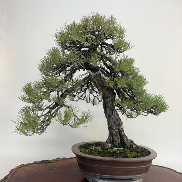 盆栽 松 黒松 樹高 約61cm くろまつ Pinus thunbergii クロマツ マツ科 常緑針葉樹 観賞用 大型 e1198417550
