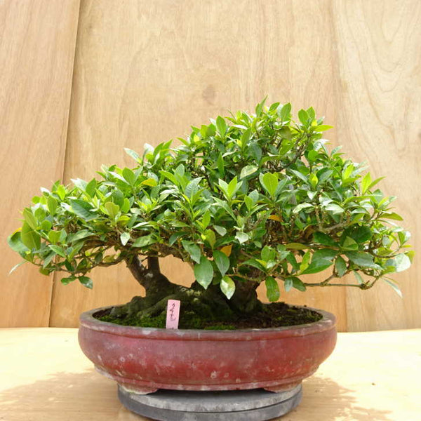 盆栽 梔子 樹高 約32cm くちなし Gardenia jasminoides クチナシ アカネ科 クチナシ属 常緑樹 観賞用 中型 s1198418853