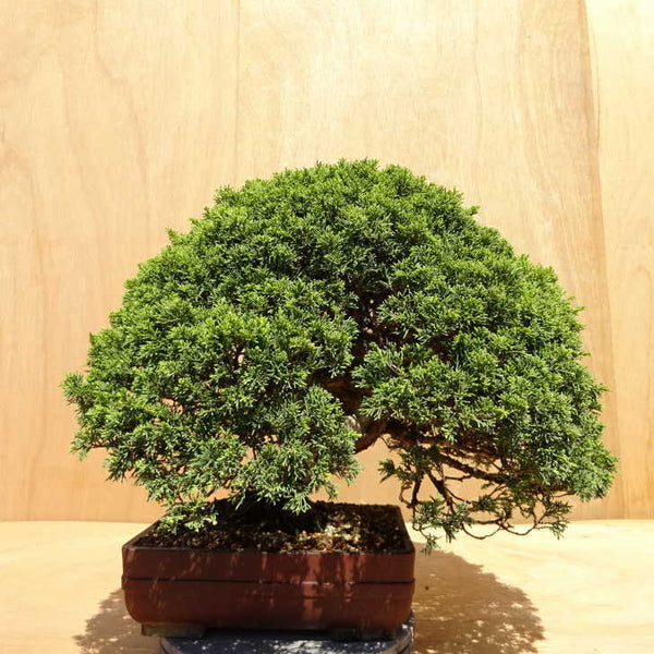 盆栽 真柏 樹高 約46cm しんぱく Juniperus chinensis シンパク ジン シャリ ヒノキ科 常緑樹 観賞用 中型 j1198408893