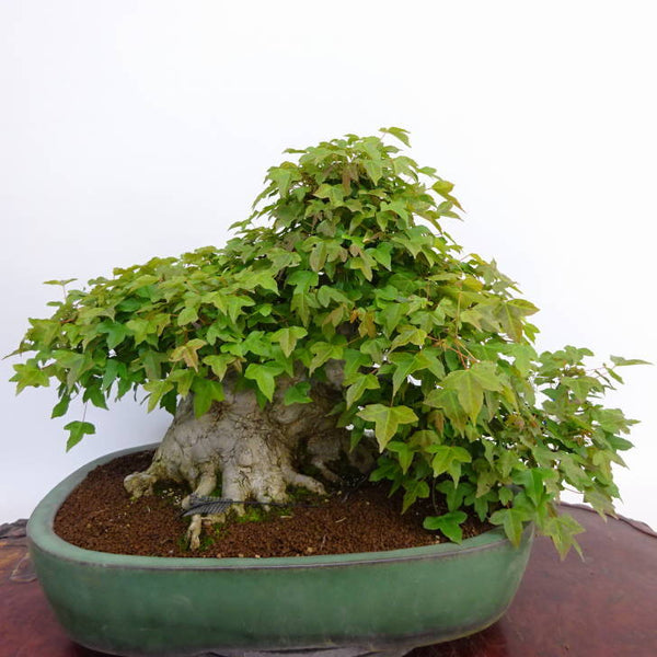 盆栽 楓 樹高 約34cm かえで Acer カエデ 紅葉 カエデ科 落葉樹 観賞用 中型 l1198408041