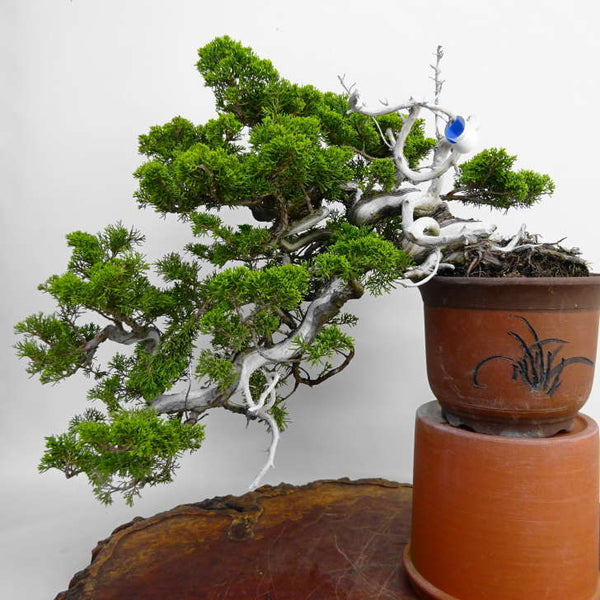 盆栽 真柏 樹高 上下 約55cm しんぱく Juniperus chinensis シンパク ジン シャリ 懸崖 ヒノキ科 常緑樹 観賞用 大型 f1198411469