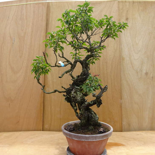 盆栽 梅 野梅 樹高 約88cm うめ Prunus mume ウメ 花梅 シャリ バラ科 落葉樹 観賞用 大型 r1198404385