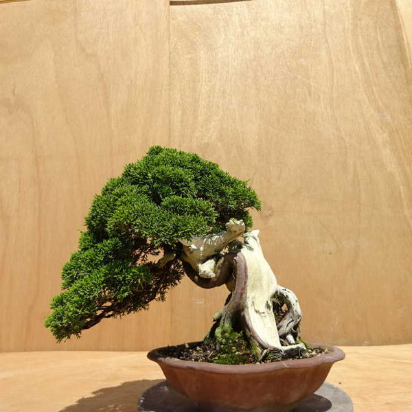 盆栽 真柏 樹高 約30cm しんぱく Juniperus chinensis シンパク ジン シャリ ヒノキ科 常緑樹 観賞用 中型 c1198413561