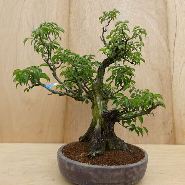 盆栽 梅 野梅 樹高 約82cm うめ Prunus mume ウメ 花梅 薄桃色 ピンク シャリ バラ科 落葉樹 観賞用 大型 j1198413731