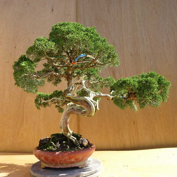 盆栽 真柏 樹高 約51cm しんぱく Juniperus chinensis シンパク ジン シャリ ヒノキ科 常緑樹 観賞用 中型 d1198427107