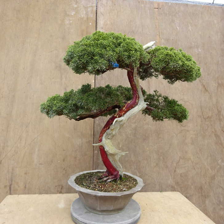 盆栽 真柏 樹高 約57cm しんぱく Juniperus chinensis シンパク ジン シャリ ヒノキ科 常緑樹 観賞用 大型 ...