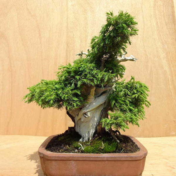 盆栽 松 杜松 樹高 約40cm としょう Juniperus rigida トショウ ジン シャリ ヒノキ科 常緑針葉樹 観賞用 中型 n1198411469