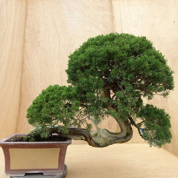 盆栽 真柏 樹高 上下 約57cm しんぱく Juniperus chinensis シンパク ジン シャリ ヒノキ科 常緑樹 観賞用 大型 k1198412514