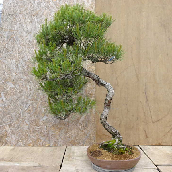 盆栽 松 赤松 樹高 約95cm あかまつ Pinus densiflora アカマツ red pine マツ科 常緑樹 観賞用 大型 e1198410588