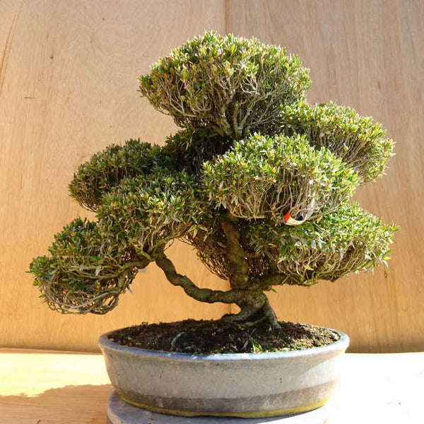 盆栽 縮緬葛 樹高 約40cm ちりめんかずら tirimenkazura チリメンカズラ 斑入りテイカカズラ属 つる性 常緑樹 観賞用 中型 e1198407396