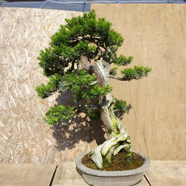 盆栽 一位 樹高 約94cm いちい Taxus cuspidata イチイ イチイ科 常緑針葉樹 観賞用 大型 v1198438178