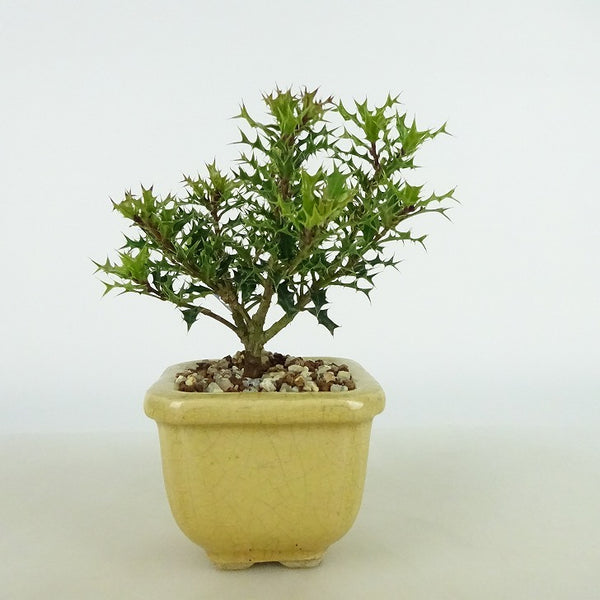 盆栽 姫柊 樹高 約10～11cm ひめひいらぎ ヒメヒイラギ モチノキ科 疼木 アマミヒイラギ 常緑樹 観賞用 小品 数量物 セレクト b1198425802