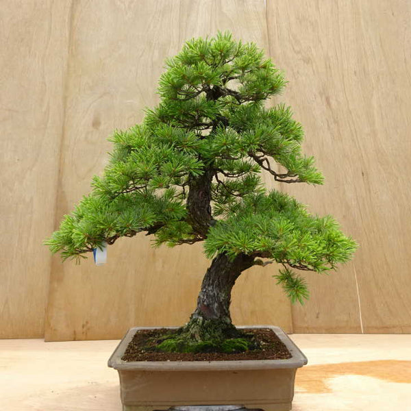 盆栽 松 五葉松 樹高 約70cm ごようまつ Pinus parviflora ゴヨウマツ マツ科 常緑針葉樹 観賞用 大型 u1198423789