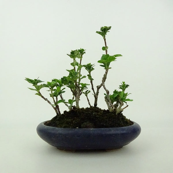 盆栽 梔子 樹高 約14～16cm くちなし Gardenia jasminoides クチナシ アカネ科 常緑樹 観賞用 小品 数量物 セレクト j1198412428