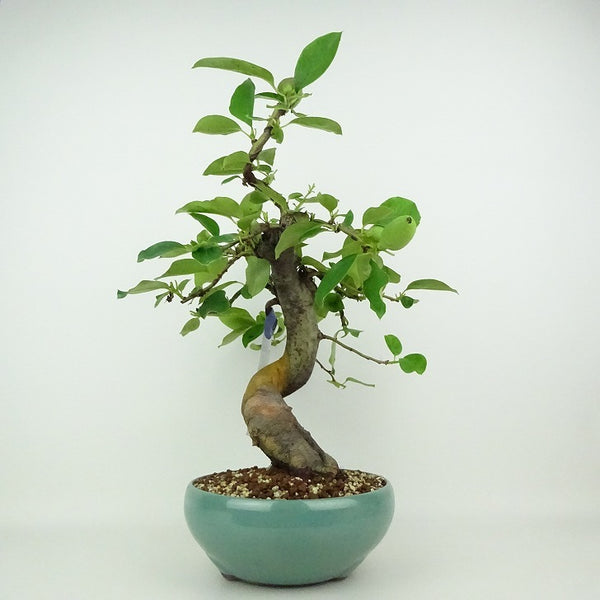 盆栽 花梨 樹高 約37～39cm かりん Pseudocydonia sinensis カリン バラ科 落葉樹 観賞用 数量物 セレクト j1198416661