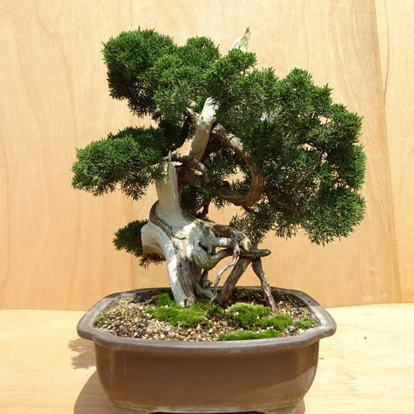盆栽 真柏 樹高 約58cm しんぱく Juniperus chinensis シンパク ジン シャリ ヒノキ科 常緑樹 観賞用 中型 e1198417600