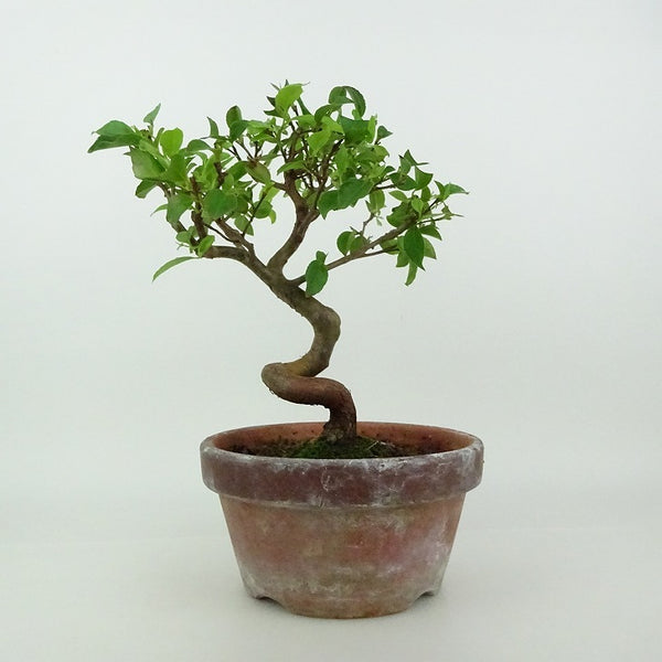 盆栽 姫沙羅 樹高 約19～20cm ひめしゃら ヒメシャラ ツバキ科 ナツツバキ属 落葉樹 観賞用 小品 数量物 セレクト q1198415123