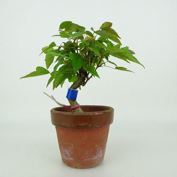 盆栽 楓 樹高 約10～12cm かえで Acer カエデ 紅葉 カエデ科 落葉樹 観賞用 小品 数量物 セレクト d1198422823
