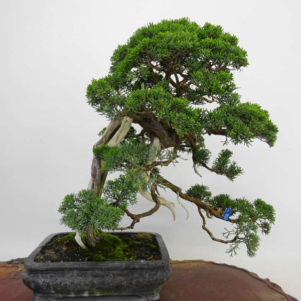 盆栽 真柏 樹高 約56cm しんぱく Juniperus chinensis シンパク ジン シャリ ヒノキ科 常緑樹 観賞用 中型 p1198419620