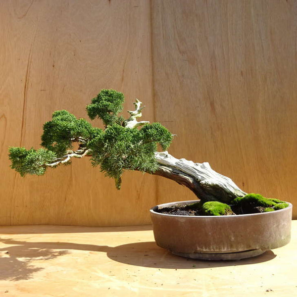 盆栽 真柏 樹高 約41cm しんぱく Juniperus chinensis シンパク ジン シャリ ヒノキ科 常緑樹 観賞用 中型 x1198411233