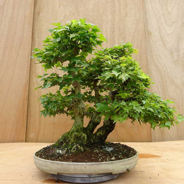 盆栽 楓 三幹 樹高 約48cm かえで Acer カエデ 紅葉 カエデ科 落葉樹 観賞用 中型 o1198421241