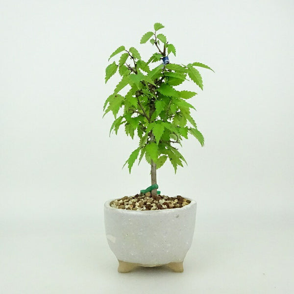 盆栽 欅 樹高 約15～17cm けやき Zelkova serrata ケヤキ 紅葉 ニレ科 ケヤキ属 落葉樹 観賞用 小品 数量物 セレクト e1198415955