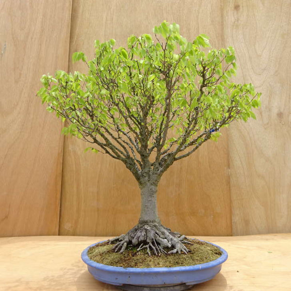 盆栽 欅 樹高 約63cm けやき Zelkova serrata ケヤキ 紅葉 ニレ科 ケヤキ属 落葉樹 観賞用 中型 x1198415465