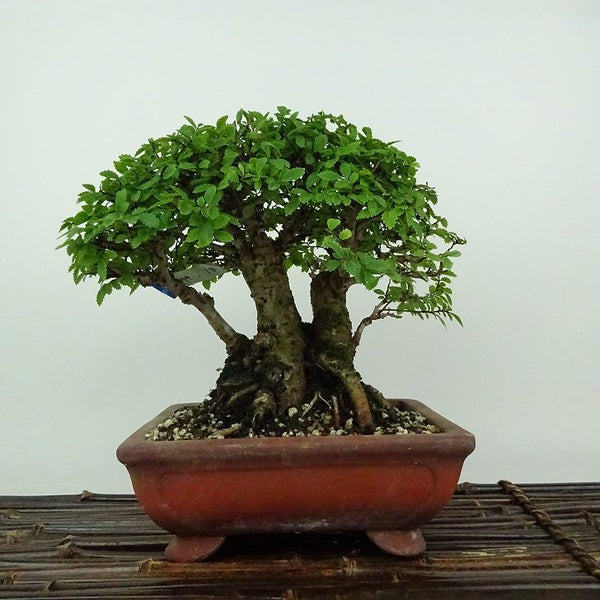 盆栽 楡欅 樹高 約17cm にれけやき Ulmus parvifolia ニレケヤキ 紅葉 ニレ科 落葉樹 観賞用 小品 g1199250490