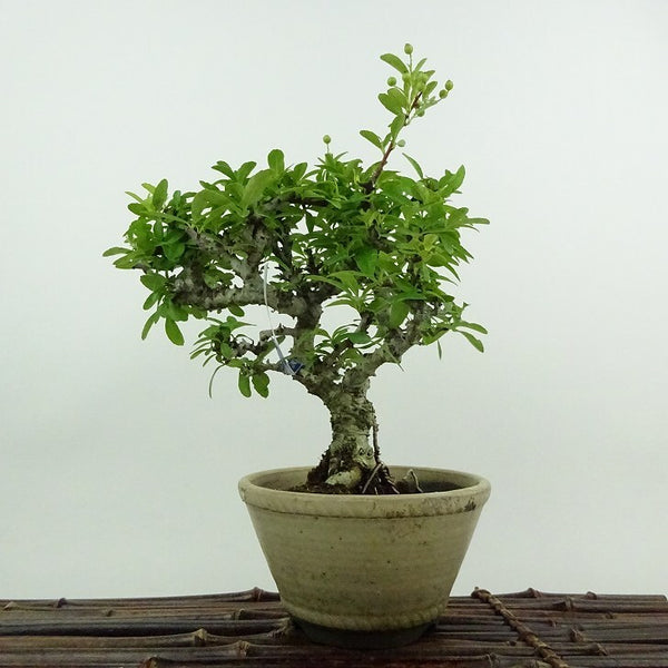 盆栽 ピラカンサ 樹高 約20cm Pyracantha バラ科 常緑樹 鑑賞用 観賞用 小品 f1199246517