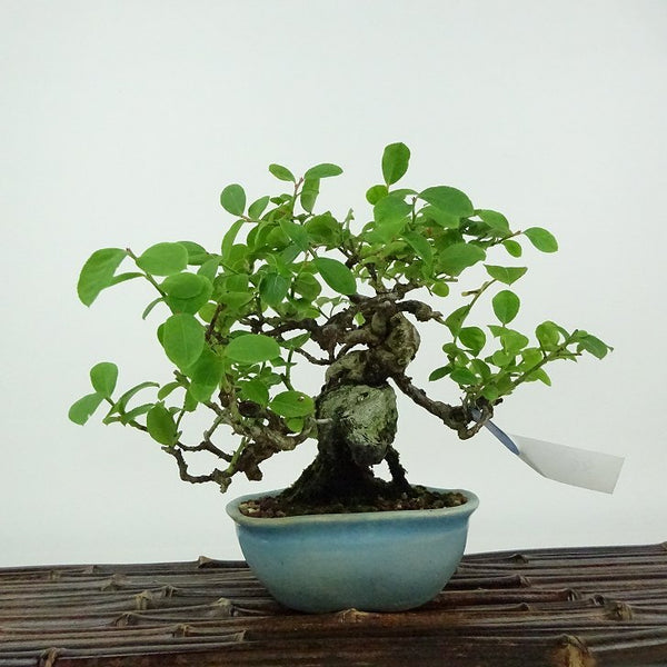 盆栽 夏櫨 樹高 約14cm なつはぜ Vaccinium oldhamii ナツハゼ ツツジ科 スノキ属 落葉樹 観賞用 小品 m1199240890