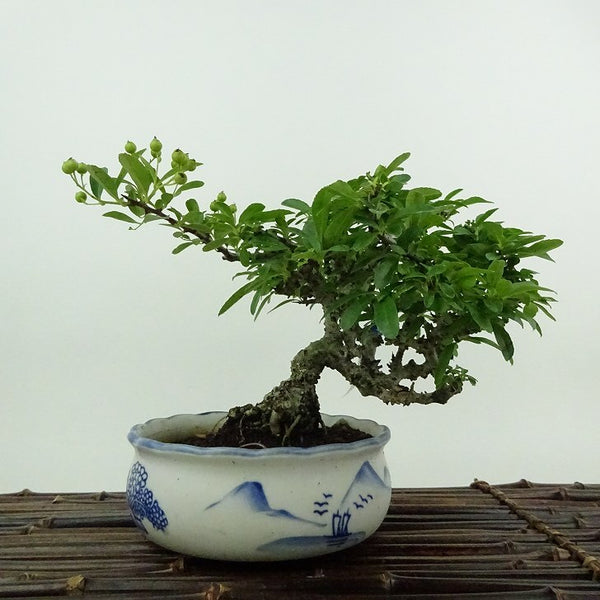 盆栽 ピラカンサ 樹高 約14cm Pyracantha バラ科 常緑樹 鑑賞用 観賞用 小品 b1199254677