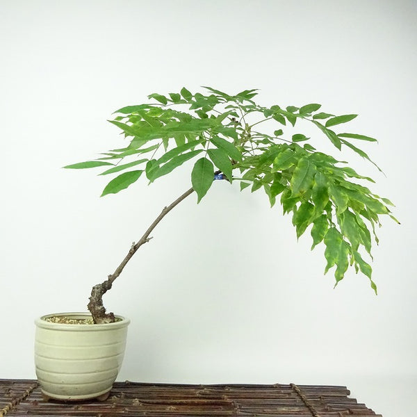 盆栽 藤 樹高 約30cm ふじ Wisteria floribunda フジ つる性 マメ科 フジ属 落葉樹 観賞用 c1199242139