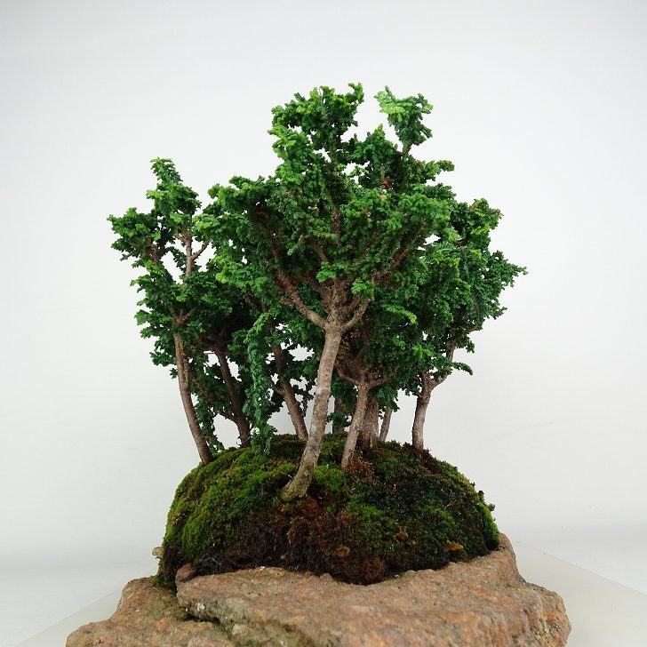 盆栽 桧 石化桧 樹高 約21cm せっかひのき Chamaecyparis obtusa