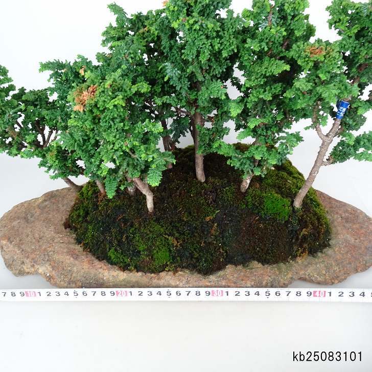 盆栽 桧 石化桧 樹高 約21cm せっかひのき Chamaecyparis obtusa