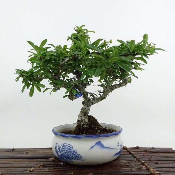 盆栽 ピラカンサ 樹高 約18cm Pyracantha バラ科 常緑樹 鑑賞用 観賞用 小品 u1199263073