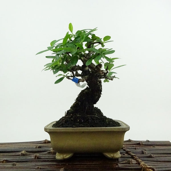 盆栽 ピラカンサ 樹高 約13cm Pyracantha バラ科 常緑樹 鑑賞用 観賞用 小品 d1199255743