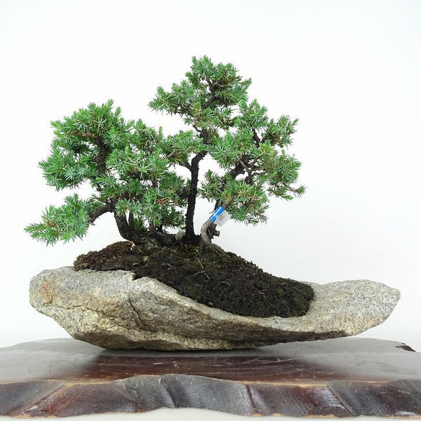 盆栽 松 杜松 樹高 約21cm としょう Juniperus rigida トショウ 石付 ヒノキ科 常緑針葉樹 鑑賞用 観賞用 h1199259196