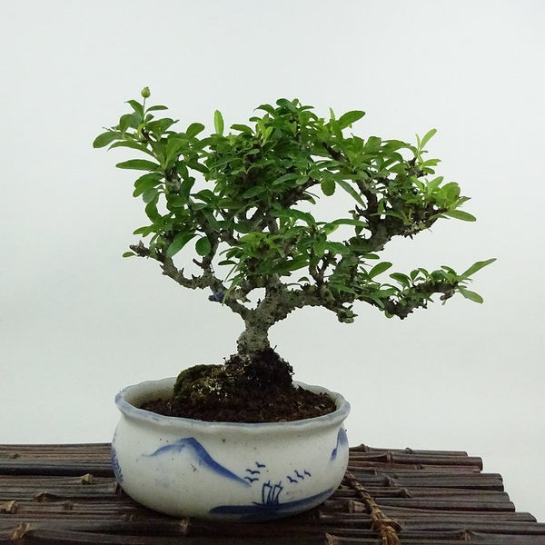 盆栽 ピラカンサ 樹高 約16cm Pyracantha バラ科 常緑樹 鑑賞用 観賞用 小品 v1199273681